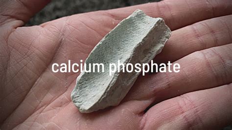 calcarea phosphorica|Calc Phos: Nurturing Growth and Musculoskeletal Health